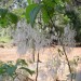 Fringe Tree